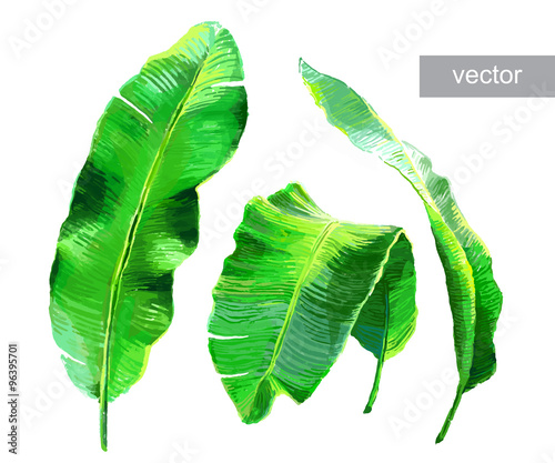 Palm banana leaves isolated