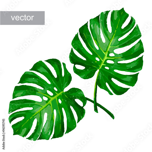 Tropical leaf isolated