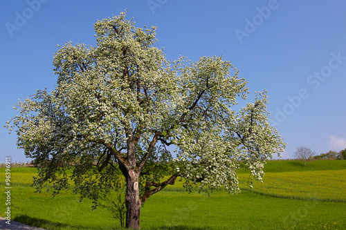 Frühling