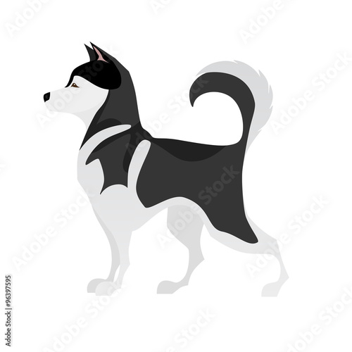 Isolated adorable black and white young Husky