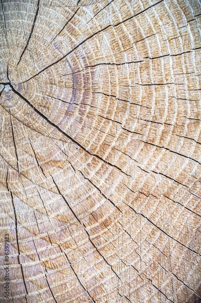 Fototapeta premium wood