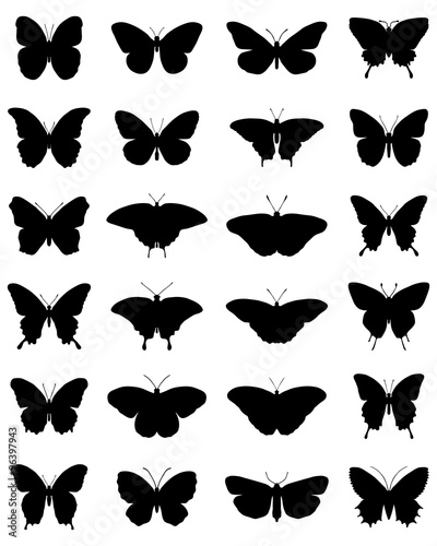 Black silhouettes of butterflies on a white background, vector #96397943