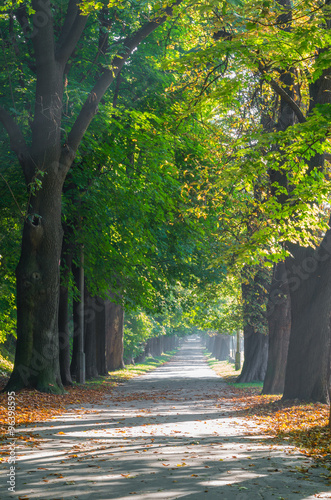 Alley in the autumn park