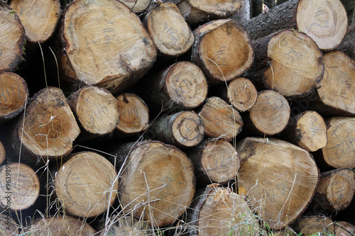 Holzst  mme - nachhaltige Rohstoffe