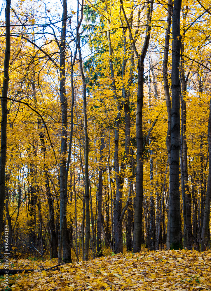 Yellow forest Yellow forest