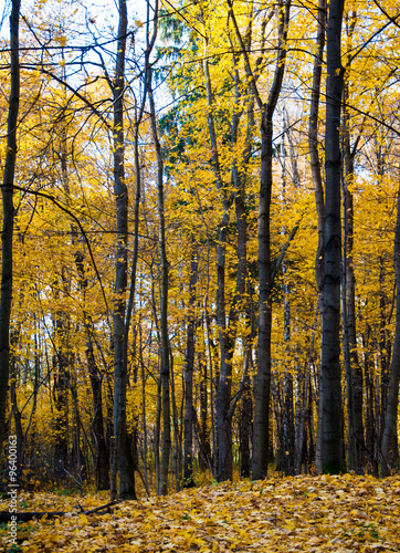 Yellow forest © igarek