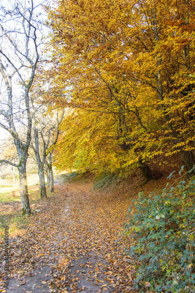trail through the autumn forest
