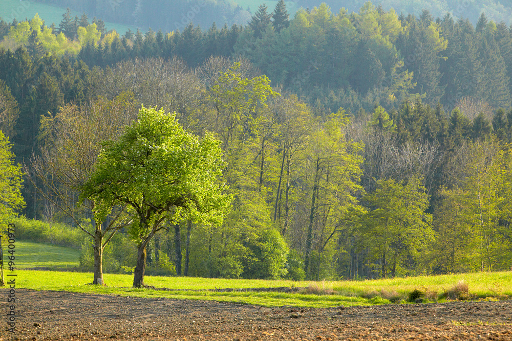 Naklejka premium Frühling