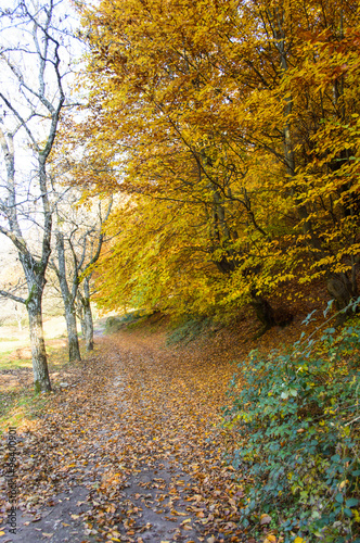 trail through the autumn forest 