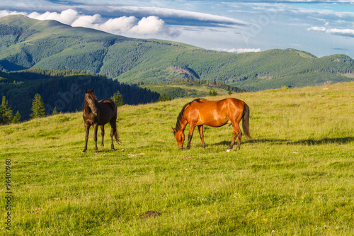 Mountain landscape with horses. The Southern Carpathians -Romania.