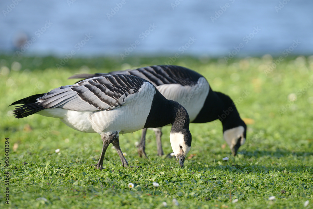 Fototapeta premium Barnacle Goose, Branta leucopsis