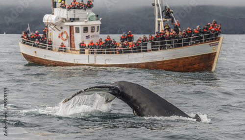 Whale watching safari with humpback whales at Iceland