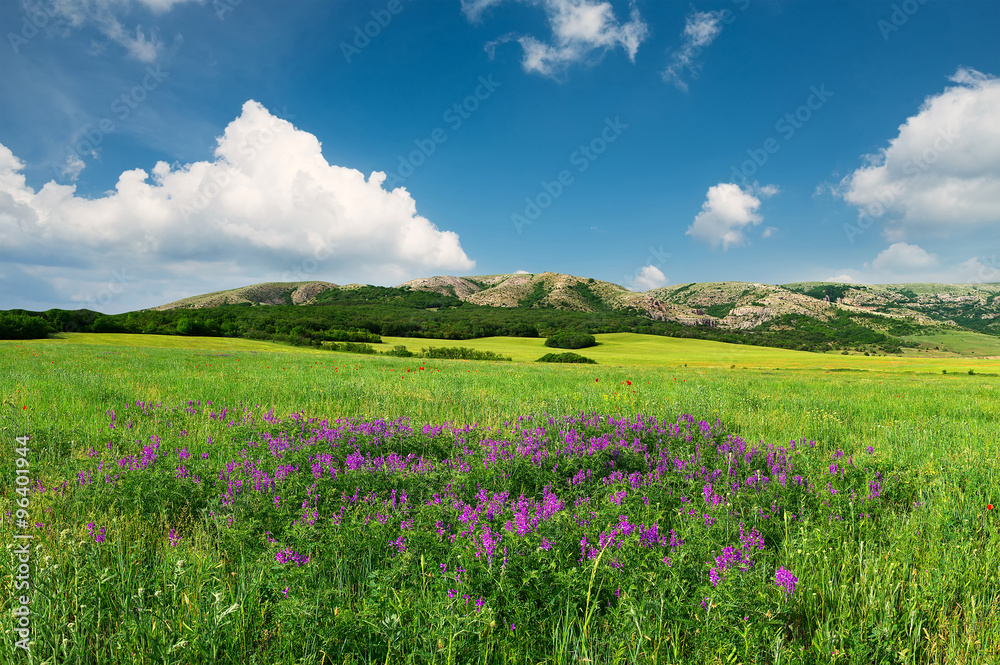 Field with flowers in mountain valley
