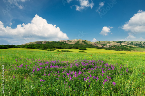 Field with flowers in mountain valley 