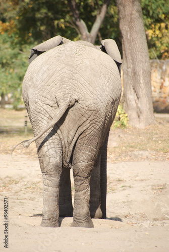 Tył słonia