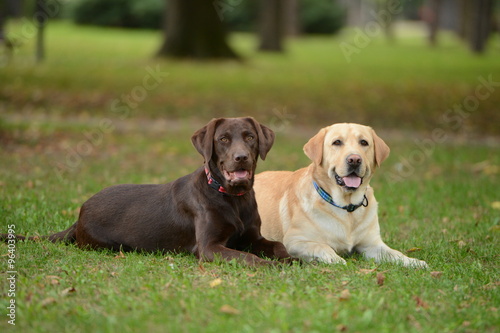 Two labradors in the park