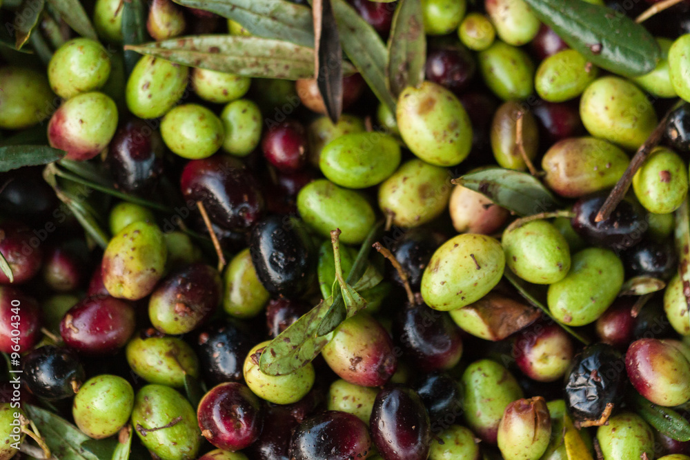 Raccolta olive