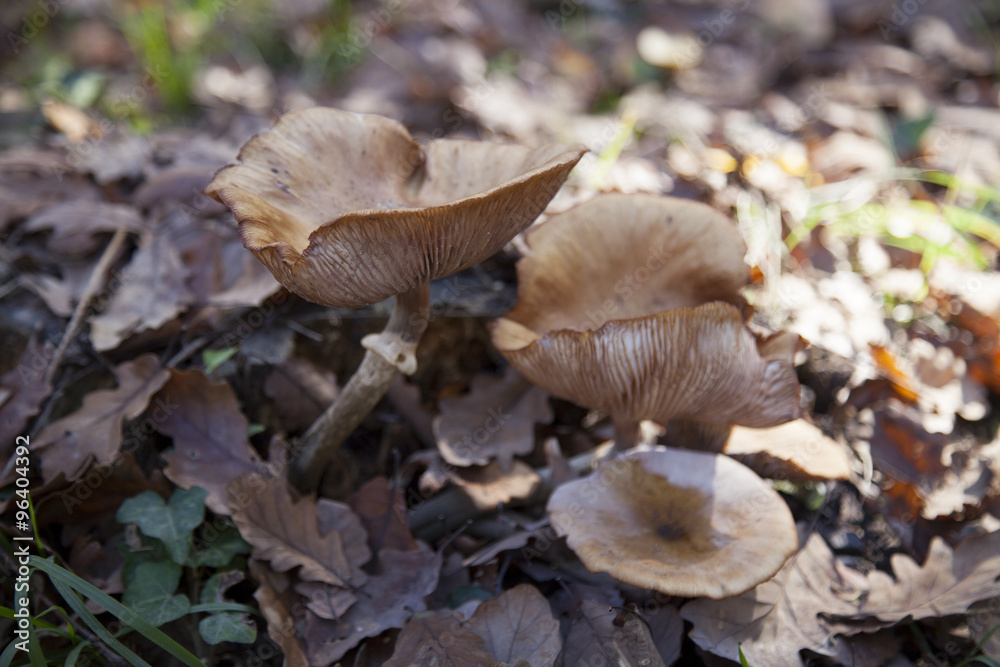 mushroom mushroom