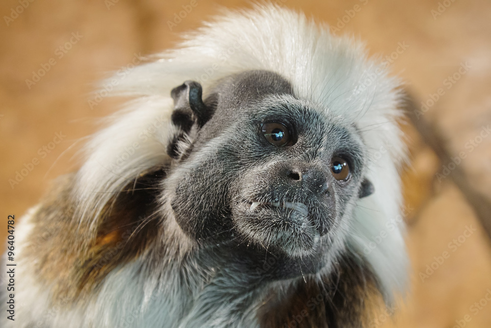 Cotton-top tamarin face detail view Cotton-top tamarin face detail view