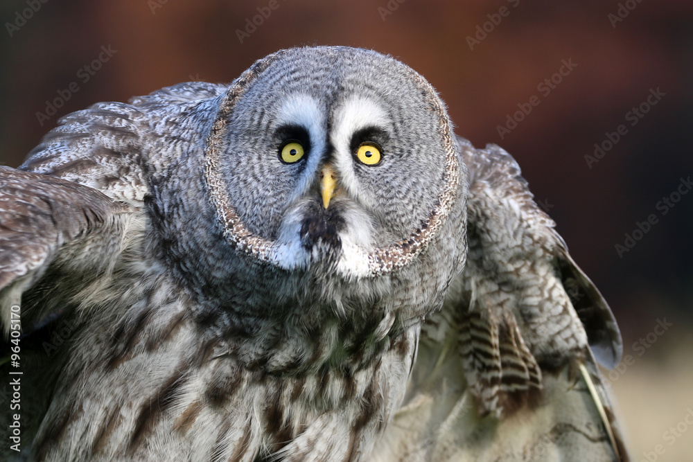 Obraz premium Great gray owl portrait