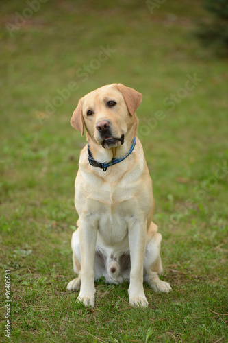 Yellow labrador tilt his head from side to side