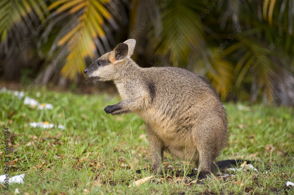  swamp wallaby in far north Queensland, Australia.