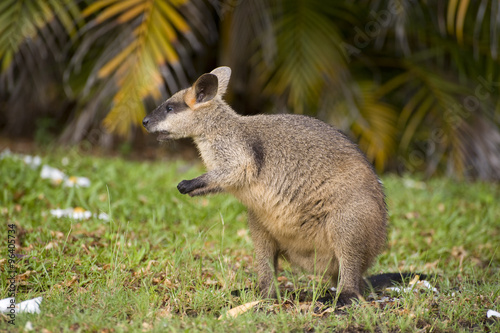 swamp wallaby in far north Queensland, Australia.