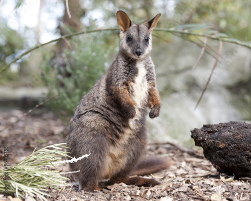  brushed tailed rock wallaby, Australia.