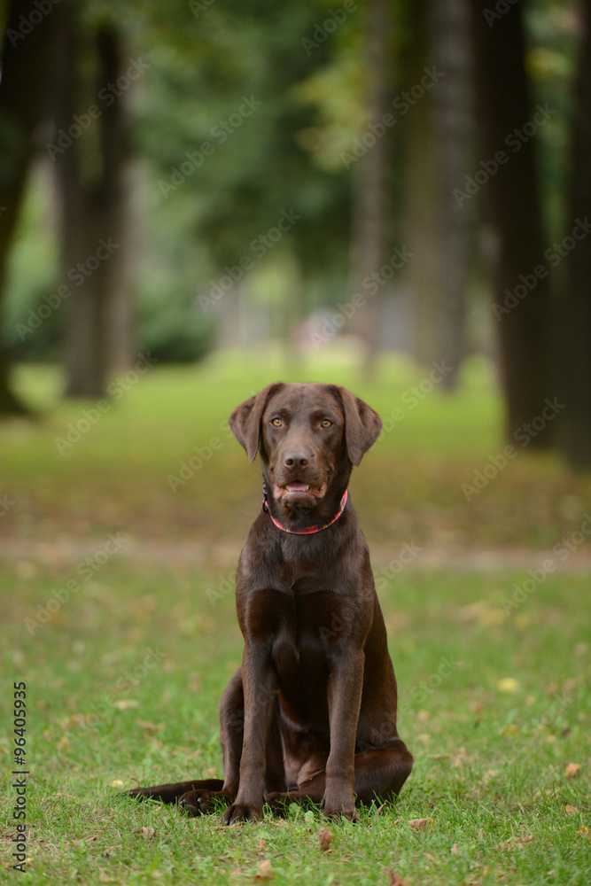 Chocolate labrador in the park