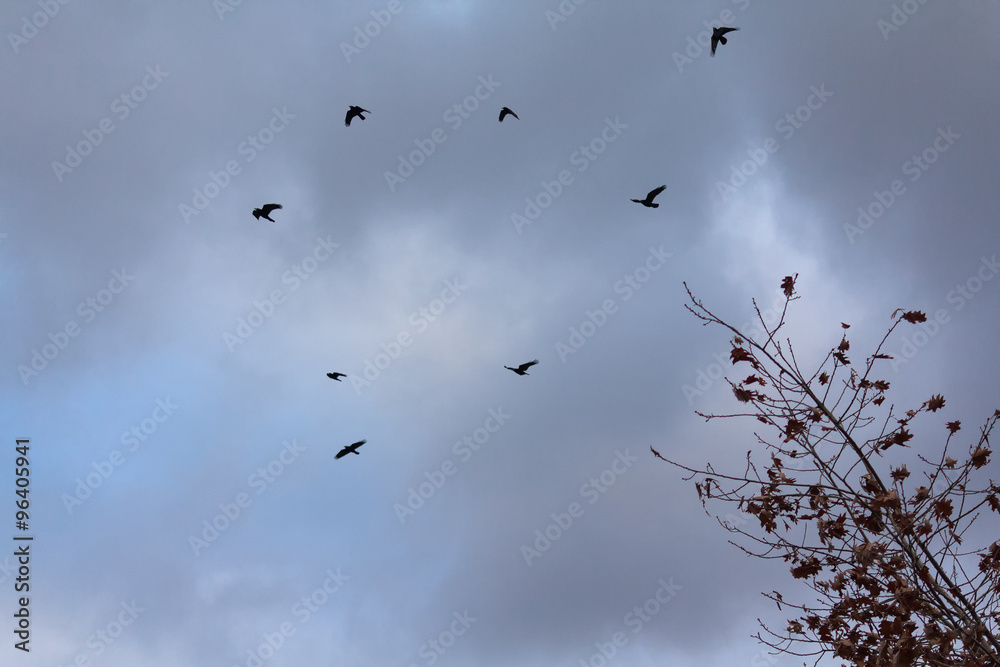 Silhouettes of birds on the background of a stormy sky Silhouettes of birds on the background of a stormy sky