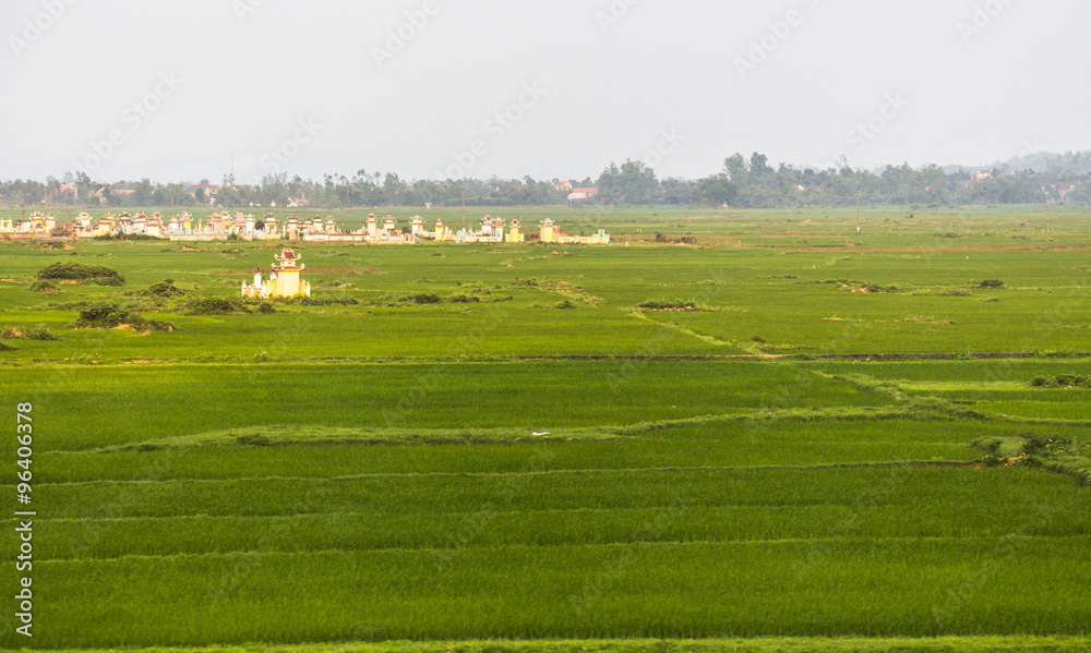 Rice fields Phong Nha, Vietnam