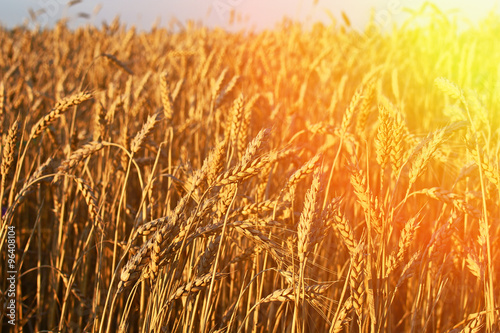 Golden wheat field and sunset  agricultural industry