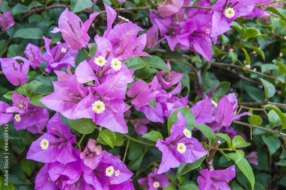 Focus of purple bougainvillea flower Focus of purple bougainvillea flower