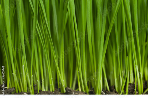 Fresh green wheat grass