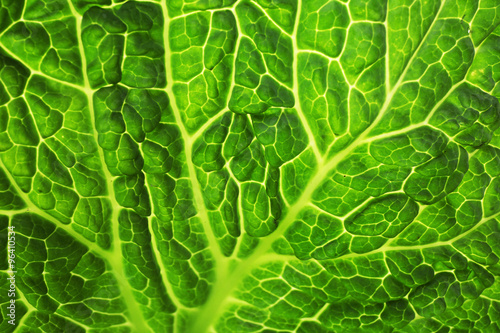 Leaf of savoy cabbage background, macro