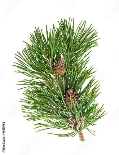 Pine tree branch with cone over white background