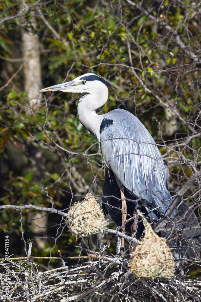 Fototapeta premium Grey Heron in Kruger National park