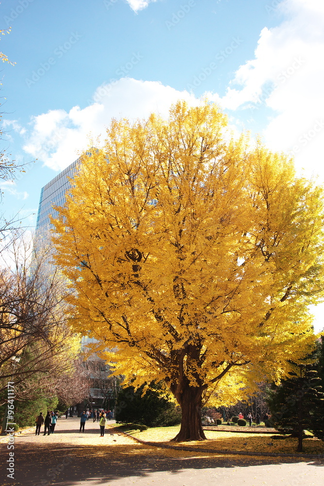 Fototapeta premium 都市公園の銀杏