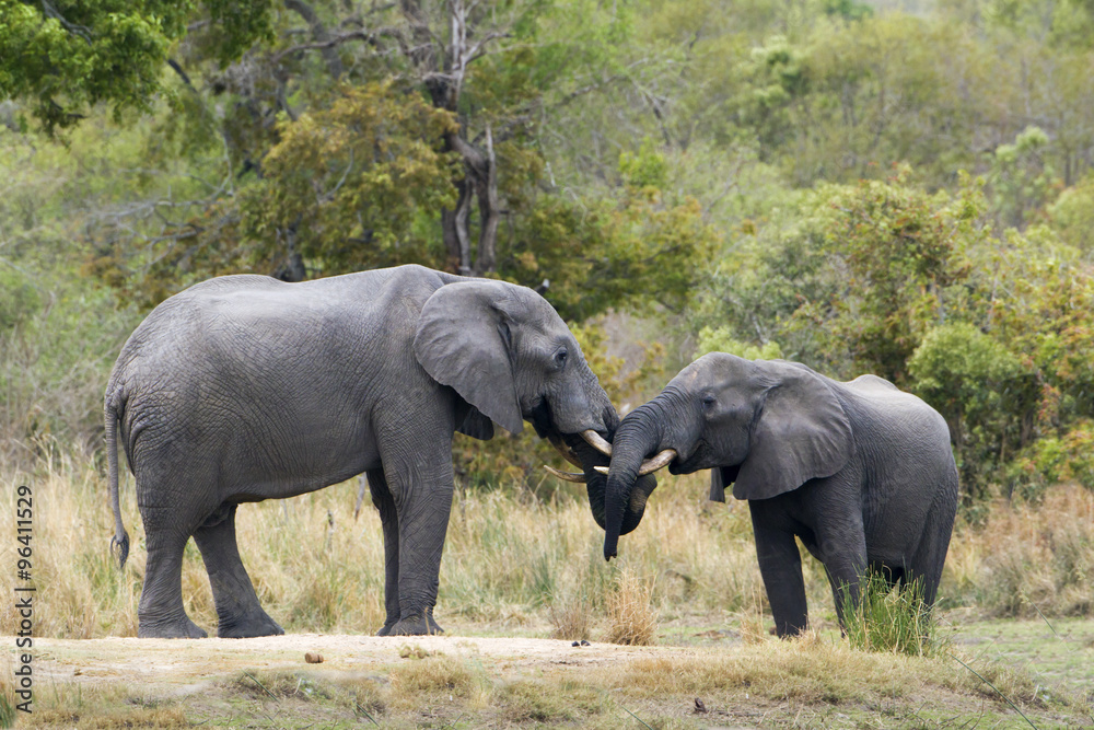 Obraz premium African bush elephant in Kruger National park