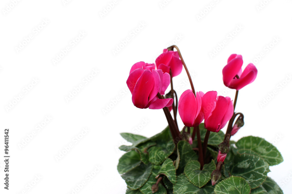 Obraz premium pink cyclamen flowers in the white #2