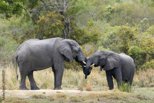 African bush elephant in Kruger National park © PACO COMO