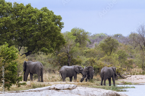 African bush elephant in Kruger National park