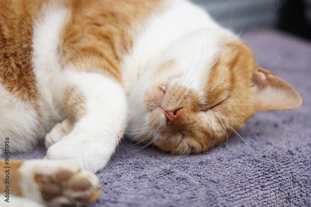 眠る茶猫 眠る茶猫