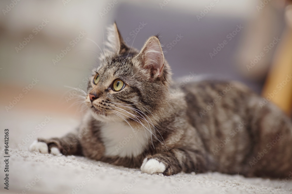 Portrait of the interested cat of a striped color