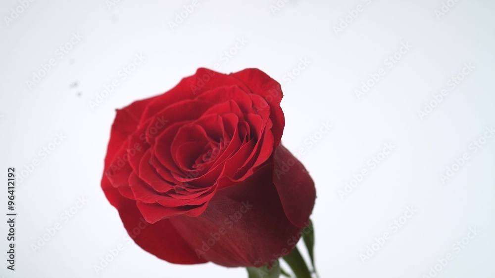 Red rose spinning and creating water splash. Shot with high speed camera, phantom flex 4K. Slow Motion. Red rose spinning and creating water splash. Shot with high speed camera, phantom flex 4K. Slow Motion.