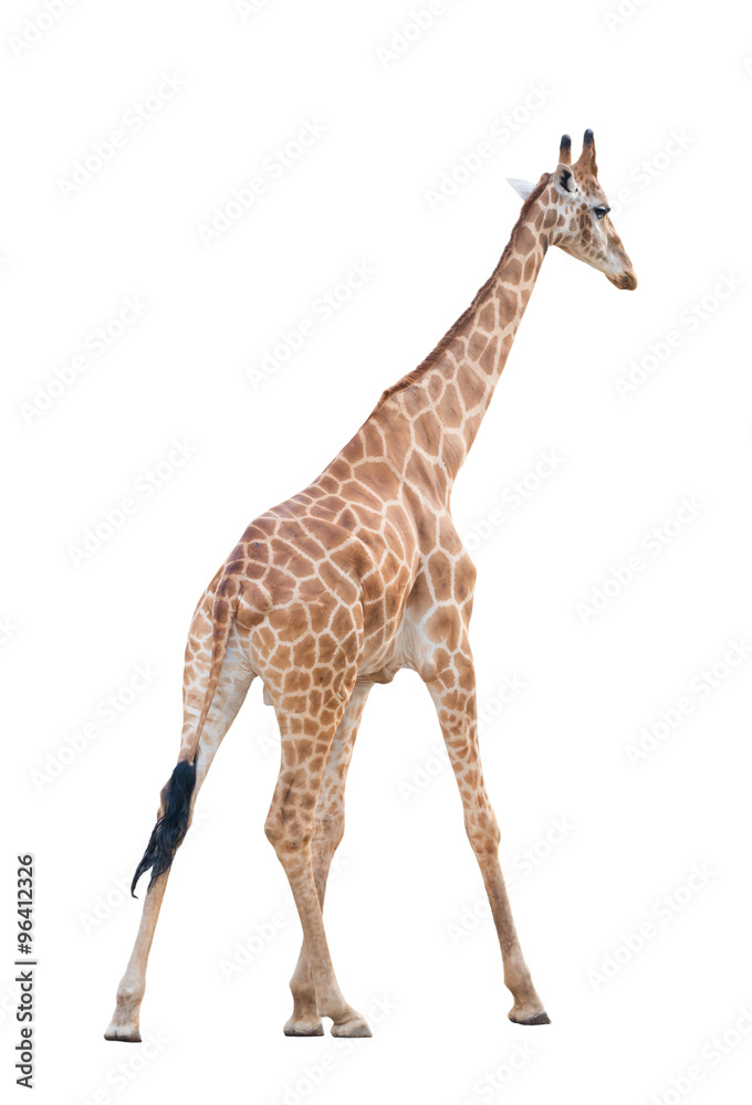 giraffe isolated