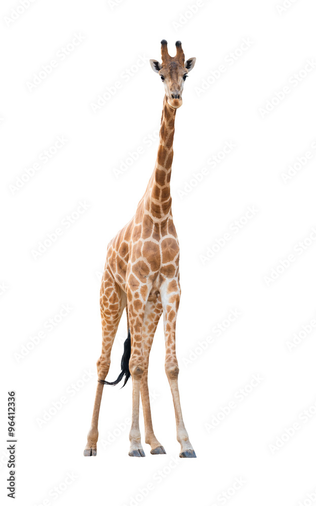 Obraz premium giraffe isolated
