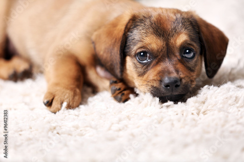 Cute puppy on carpet at home © Africa Studio