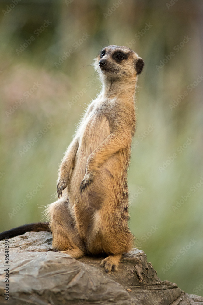 Fototapeta premium The meerkat