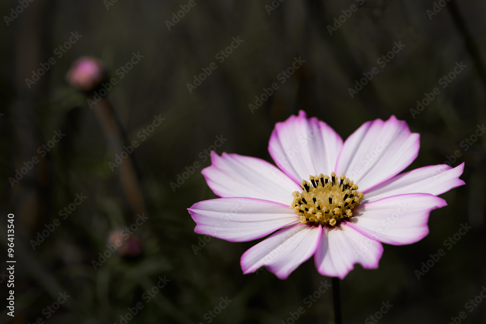 Obraz premium コスモス